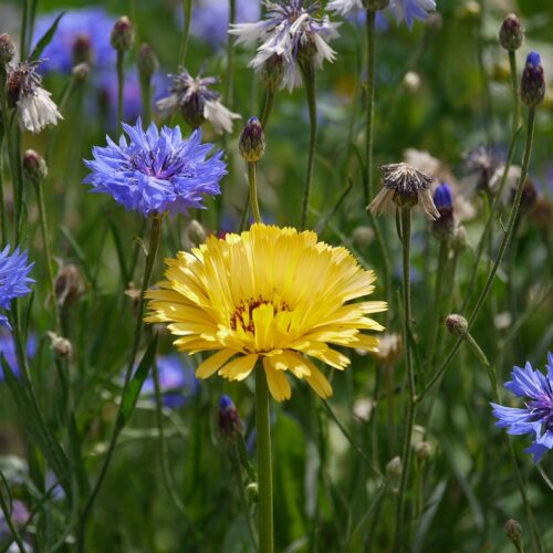 marigold-1522592_1280